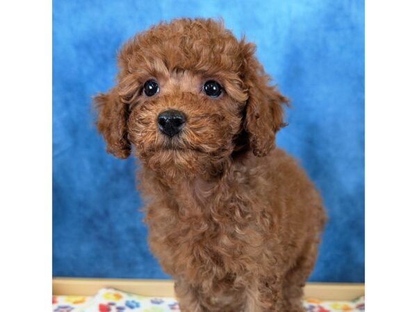 Goldendoodle Mini 2nd Gen – 20335