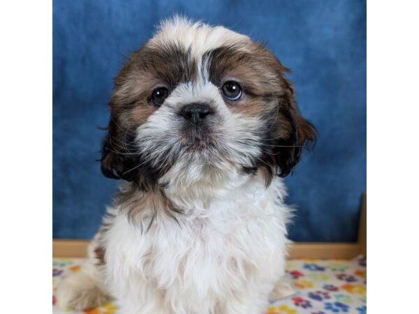 Shih Tzu – 20349