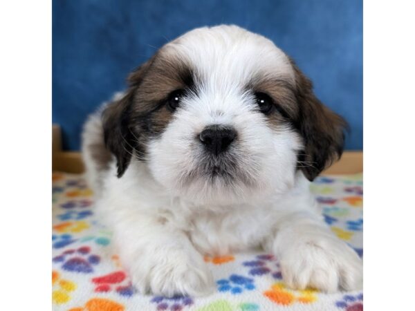Lhasa Apso – 20348