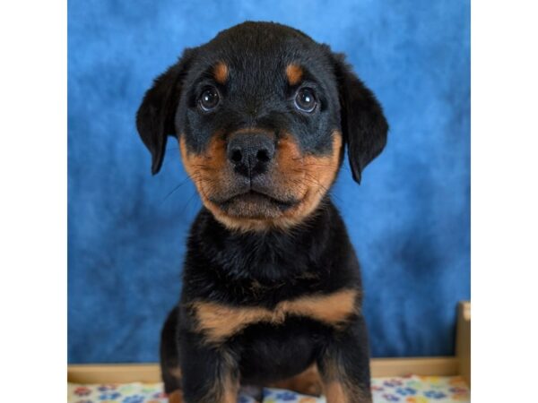 Rottweiler – 20347