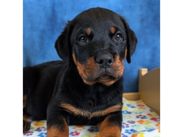 Rottweiler – 20346