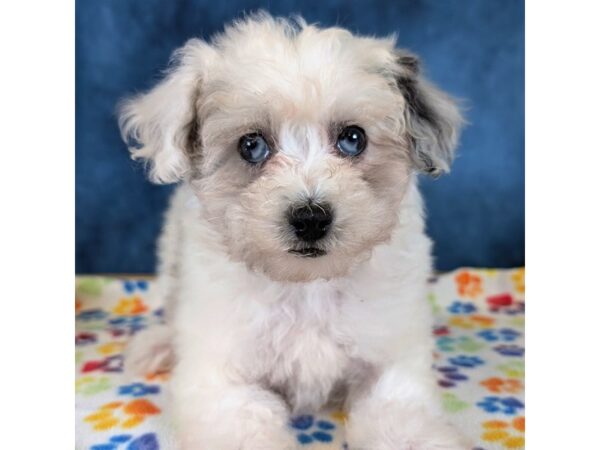 Poodle Mini – 20345