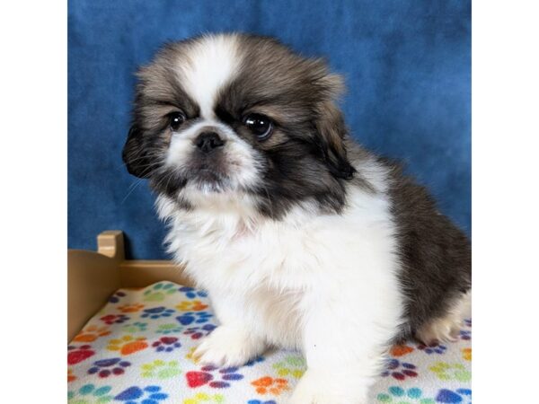Pekingese – 20342
