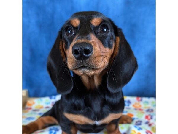Dachshund – 20341