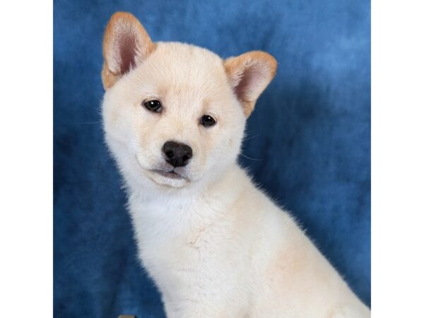 Shiba Inu – 20340