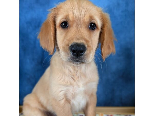 Golden Retriever – 20339