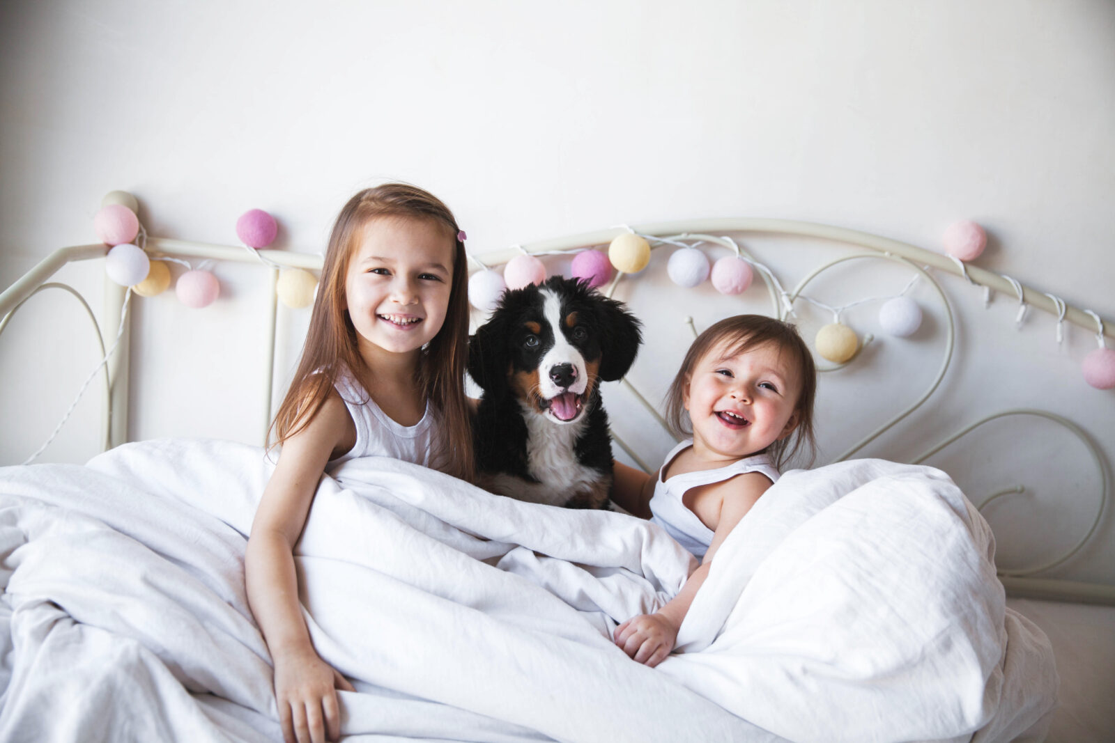 The Perfect Puppy for You banner